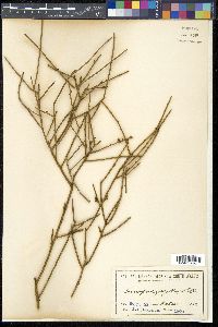 Exocarpos aphyllus image