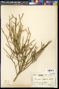 Exocarpos aphyllus image