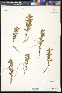 Geocaulon lividum image