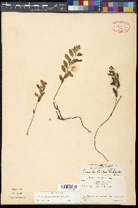 Geocaulon lividum image