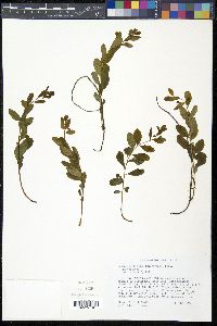 Geocaulon lividum image