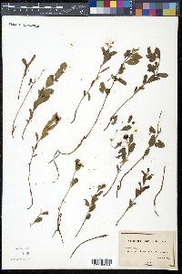 Geocaulon lividum image