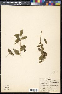 Geocaulon lividum image