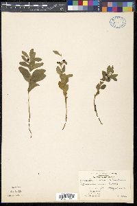 Geocaulon lividum image