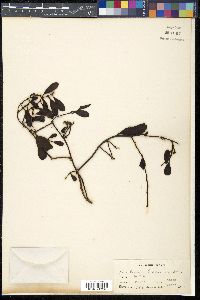 Dendrotrophe varians image