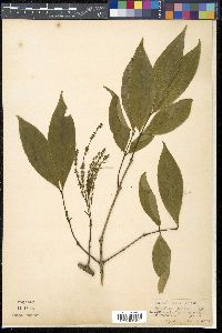 Crypteronia paniculata image