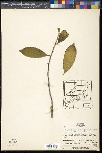 Korthalsella japonica image