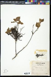 Korthalsella japonica image