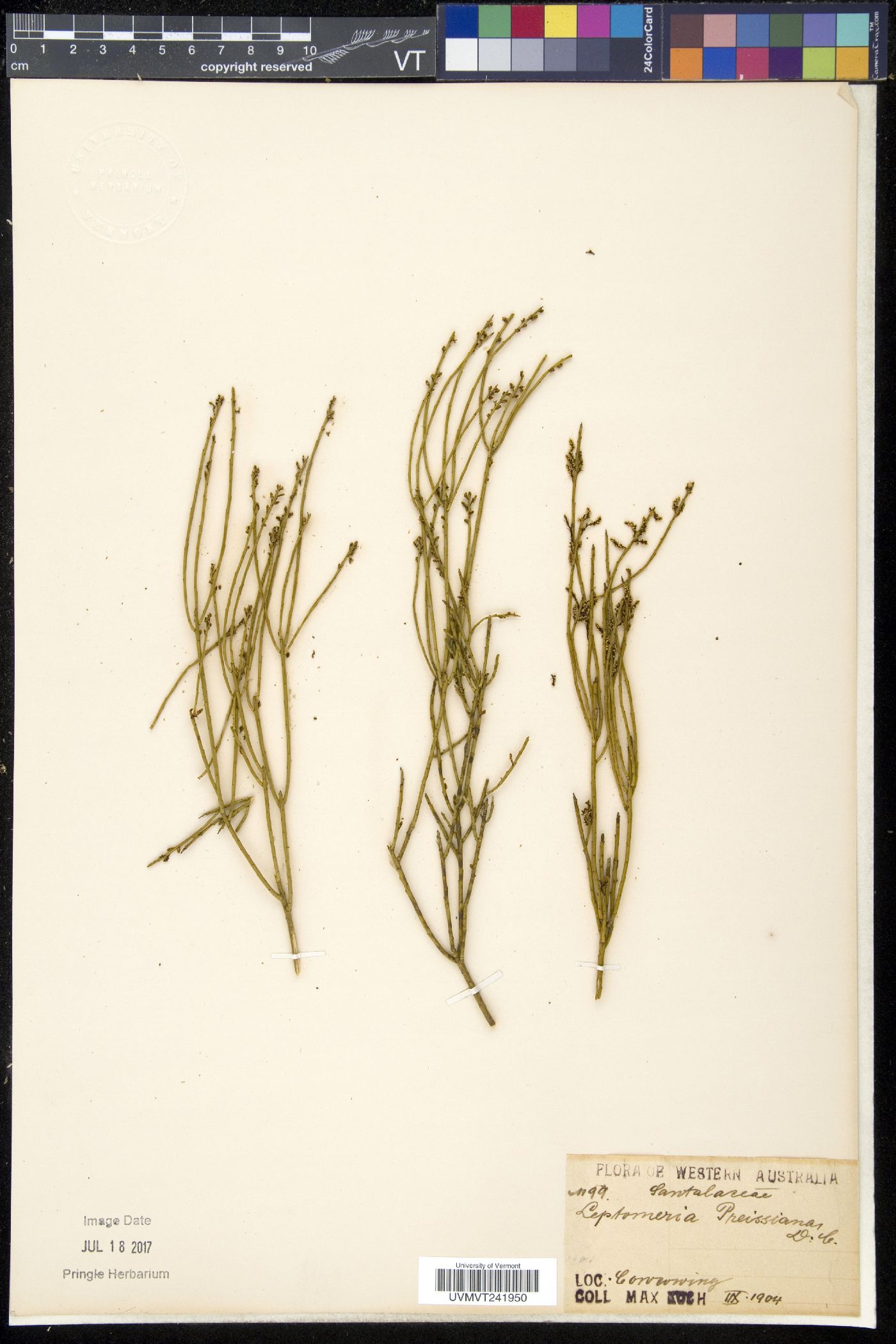 Leptomeria preissiana image