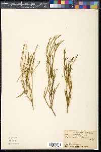 Leptomeria preissiana image