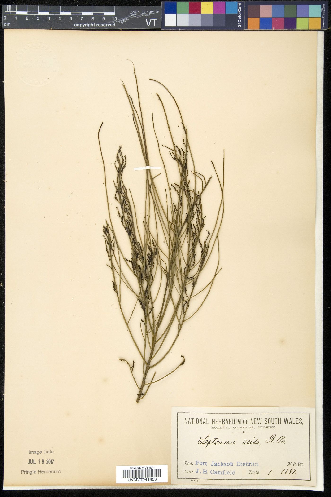 Leptomeria acida image