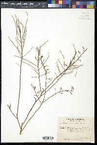 Leptomeria acida image