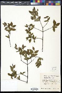 Nestronia umbellula image