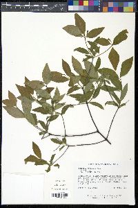 Nestronia umbellula image