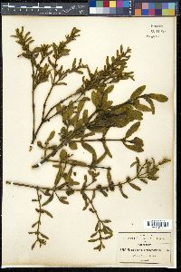 Phoradendron brachystachyum image