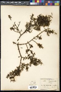 Phoradendron bolleanum image