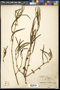 Phoradendron angustifolium image
