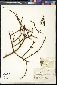 Phoradendron californicum image
