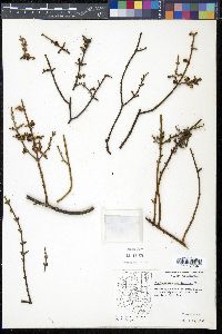 Phoradendron californicum image