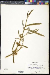 Phoradendron carneum image
