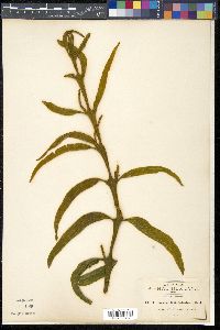 Phoradendron falcatum image