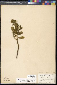 Phoradendron leucarpum image