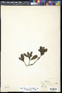 Phoradendron leucarpum image