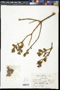 Phoradendron leucarpum image