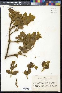 Phoradendron leucarpum image