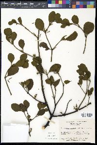 Phoradendron leucarpum image