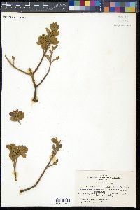 Phoradendron leucarpum image