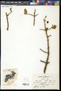 Phoradendron leucarpum image