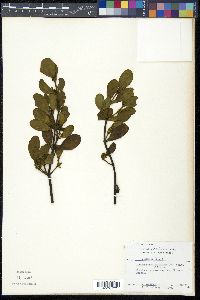 Phoradendron leucarpum image