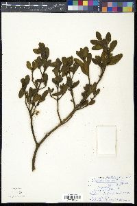 Phoradendron leucarpum image