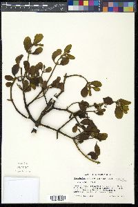 Phoradendron leucarpum image