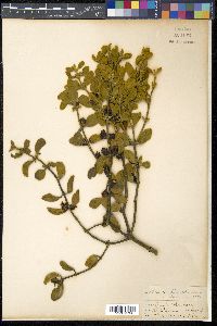 Phoradendron villosum image