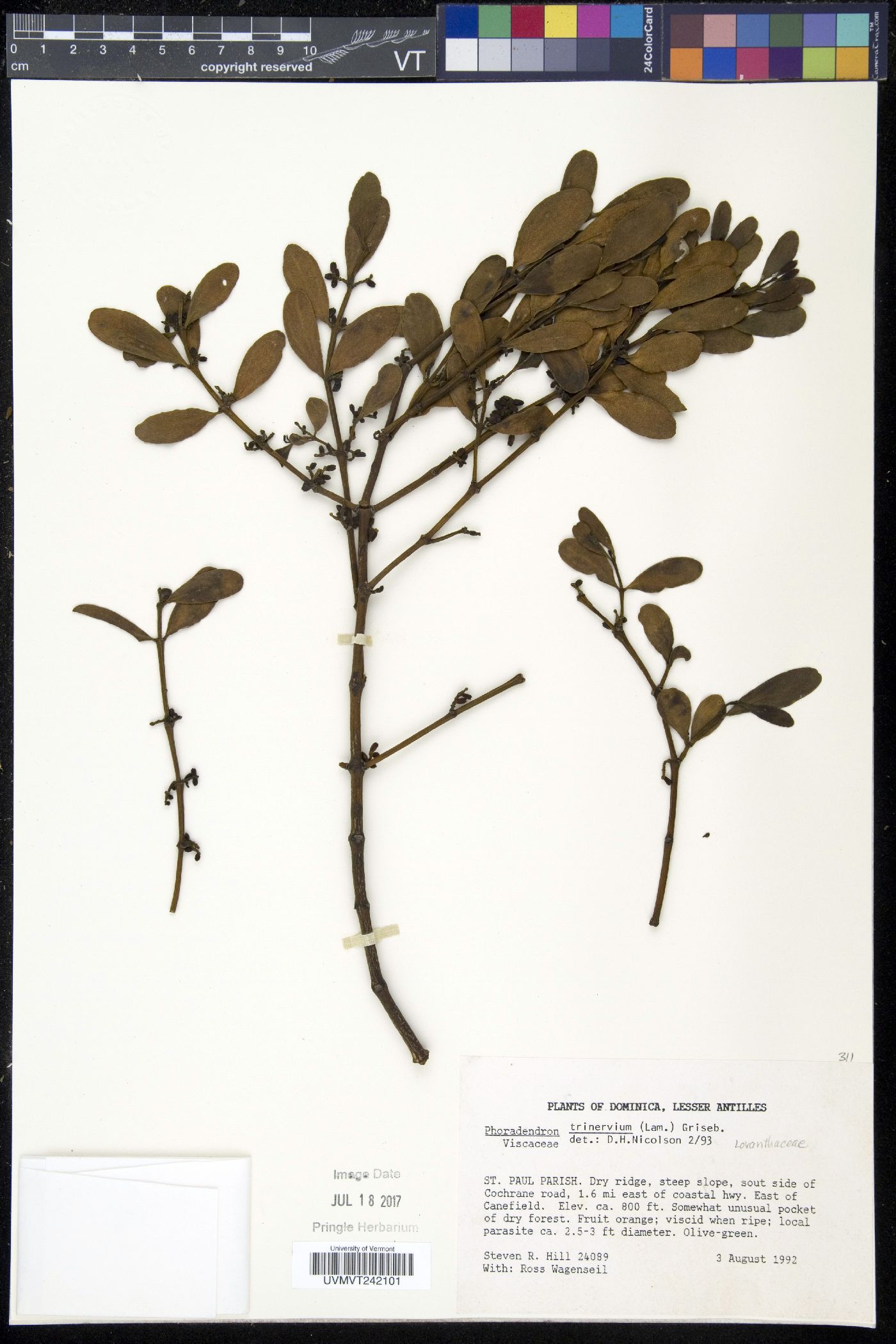 Phoradendron trinervium image