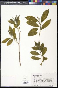 Pyrularia pubera image