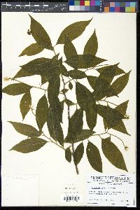 Pyrularia pubera image