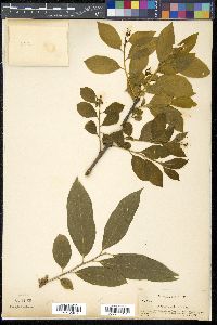 Pyrularia pubera image