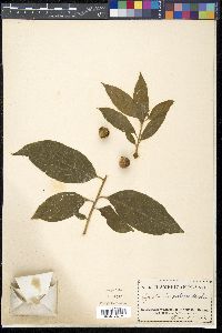 Pyrularia pubera image