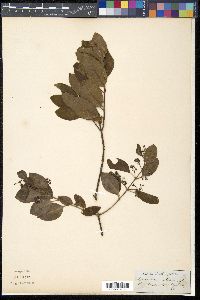 Santalum album image