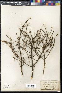 Arceuthobium pusillum image