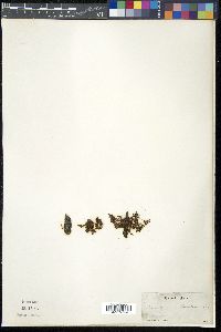 Arceuthobium americanum image