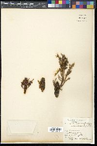 Arceuthobium occidentale image