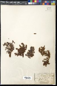 Arceuthobium occidentale image