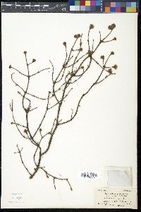 Arceuthobium pusillum image