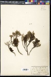 Arceuthobium oxycedri image