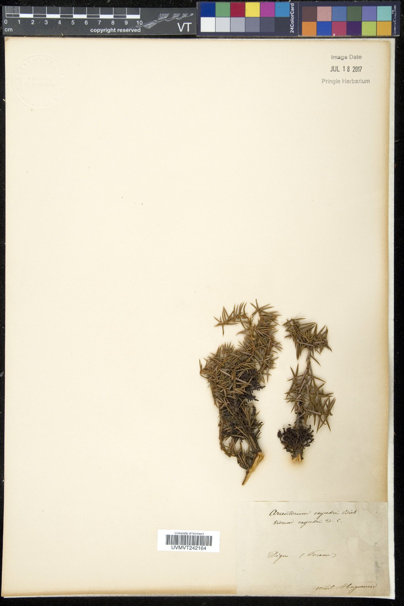 Arceuthobium oxycedri image