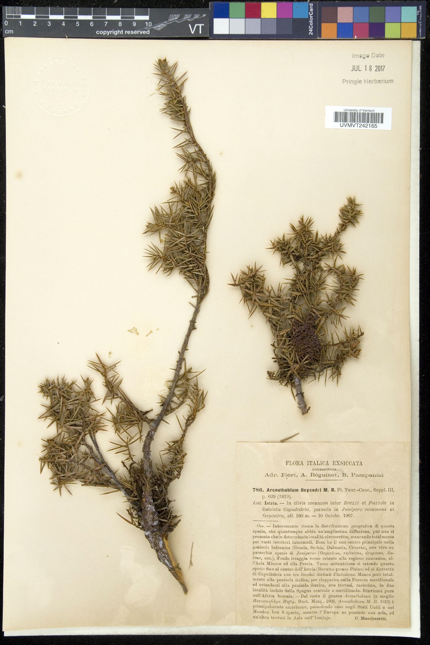Arceuthobium oxycedri image